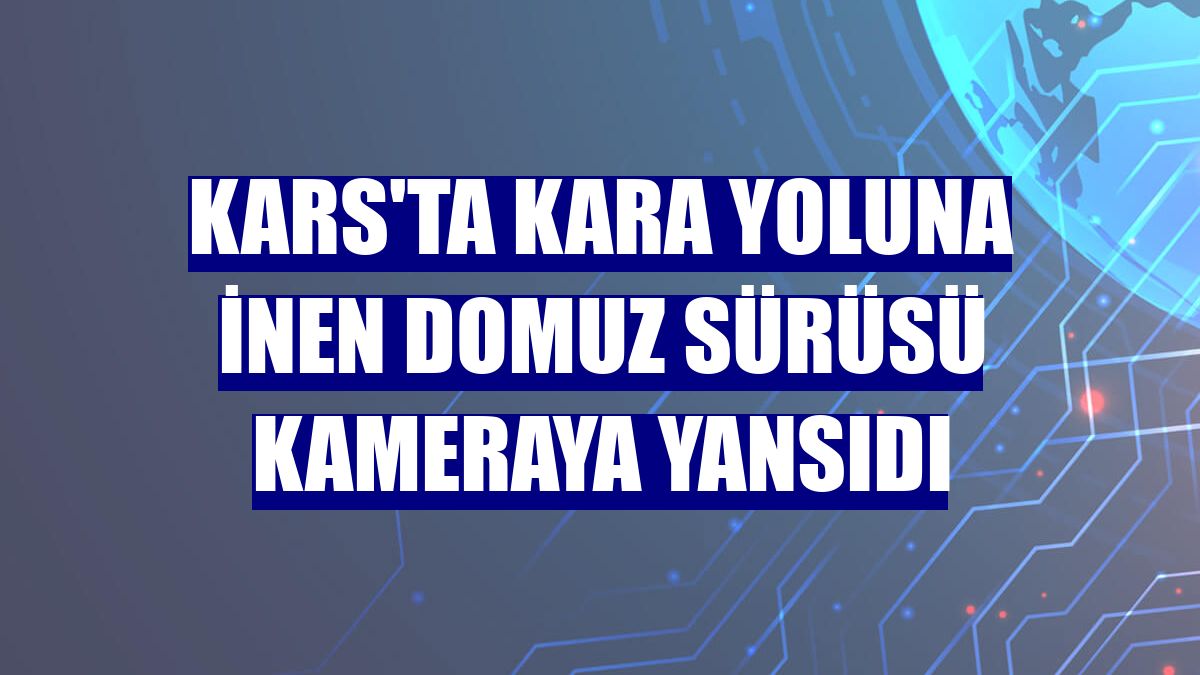 Kars'ta kara yoluna inen domuz sürüsü kameraya yansıdı