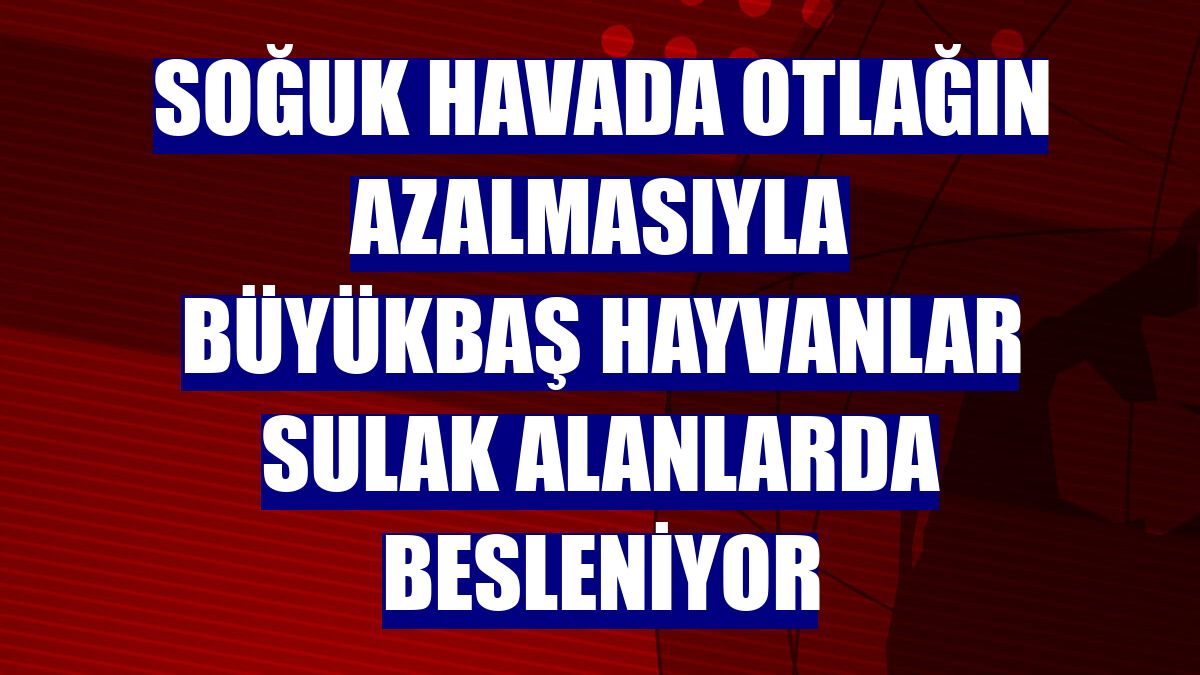 Soğuk havada otlağın azalmasıyla büyükbaş hayvanlar sulak alanlarda besleniyor