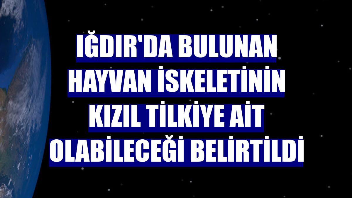 Iğdır'da bulunan hayvan iskeletinin kızıl tilkiye ait olabileceği belirtildi