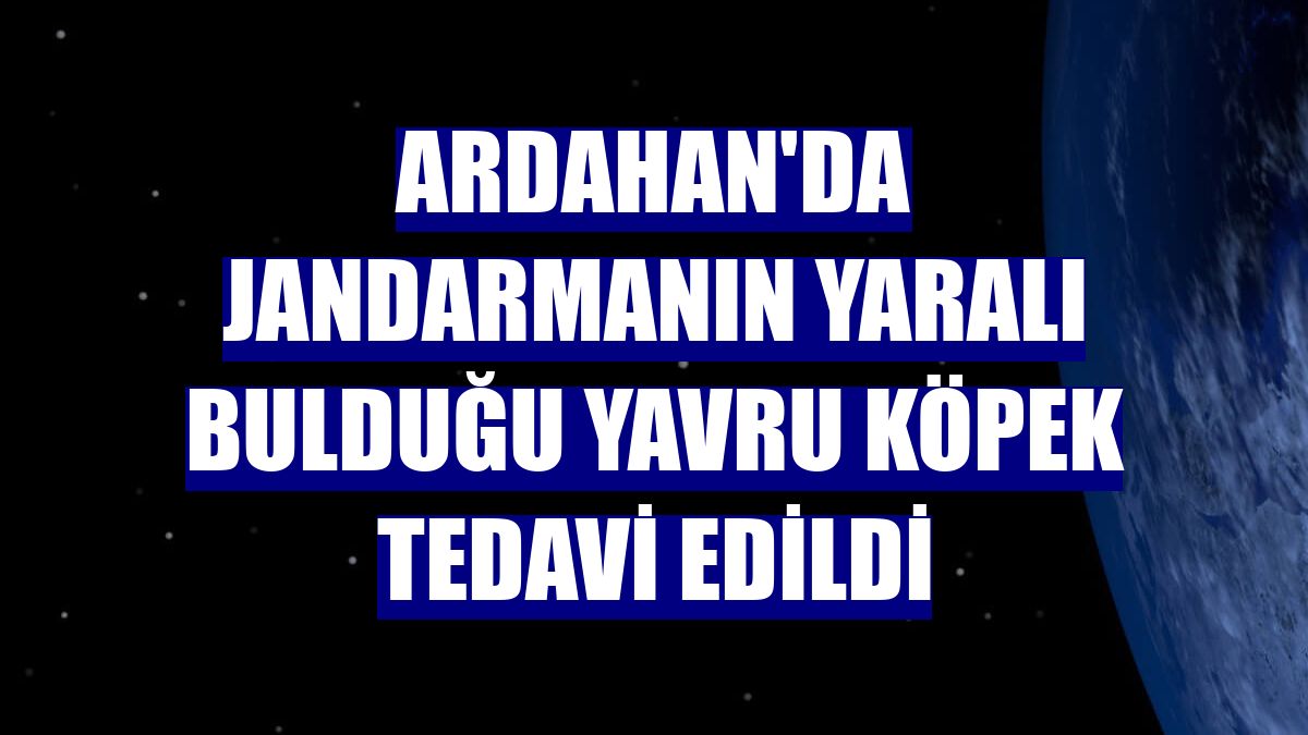 Ardahan'da jandarmanın yaralı bulduğu yavru köpek tedavi edildi