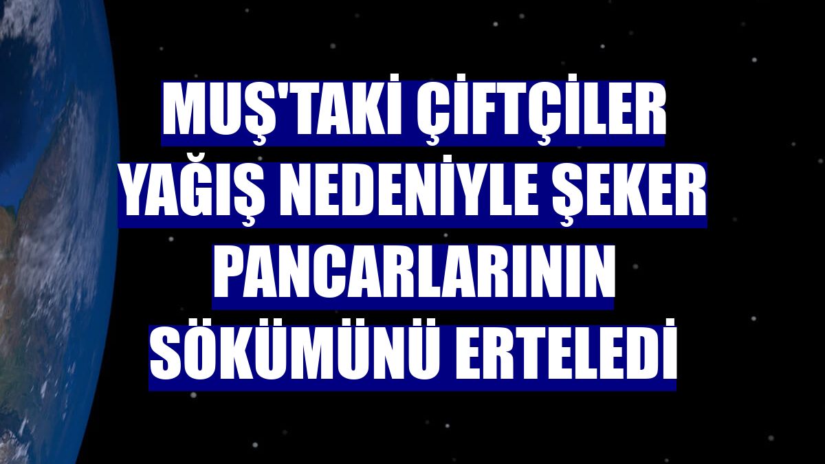 Muş'taki çiftçiler yağış nedeniyle şeker pancarlarının sökümünü erteledi