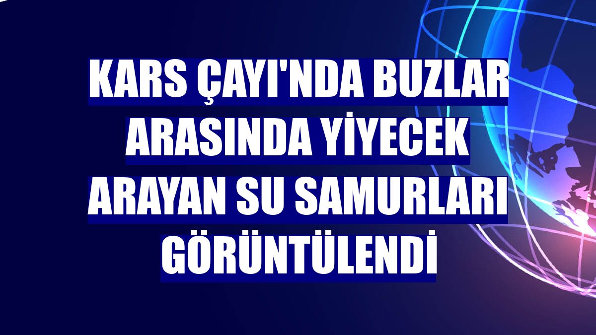 Kars Çayı'nda buzlar arasında yiyecek arayan su samurları görüntülendi