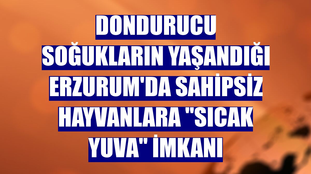 Dondurucu soğukların yaşandığı Erzurum'da sahipsiz hayvanlara "sıcak yuva" imkanı
