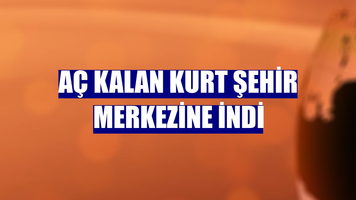 Aç kalan kurt şehir merkezine indi