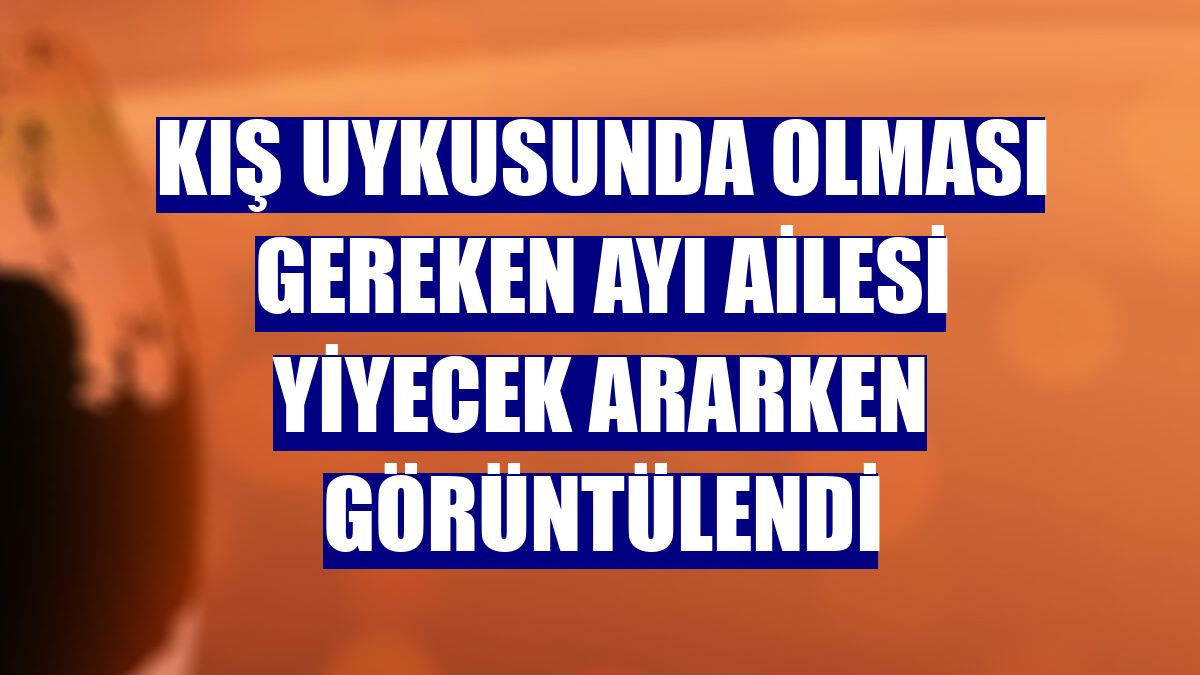 Kış uykusunda olması gereken ayı ailesi yiyecek ararken görüntülendi