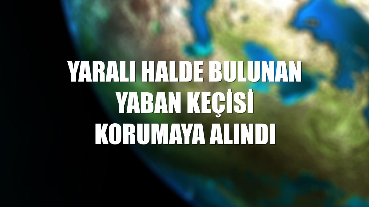 Yaralı halde bulunan yaban keçisi korumaya alındı