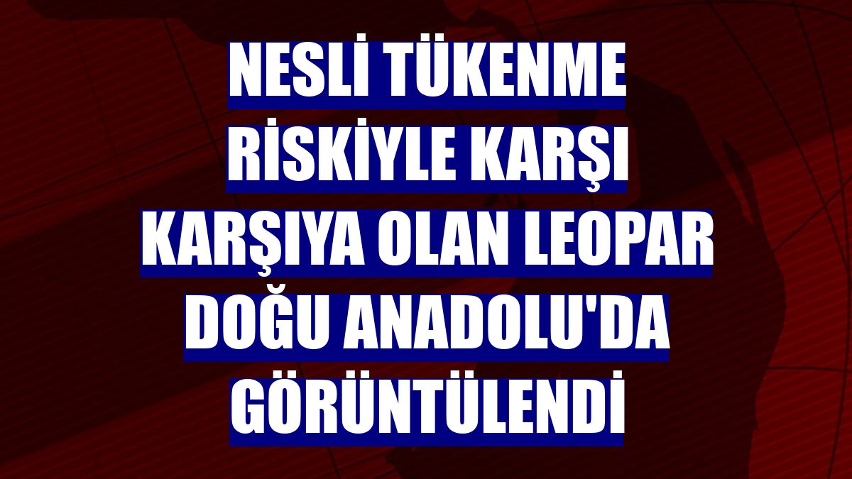 Nesli tükenme riskiyle karşı karşıya olan leopar Doğu Anadolu'da görüntülendi