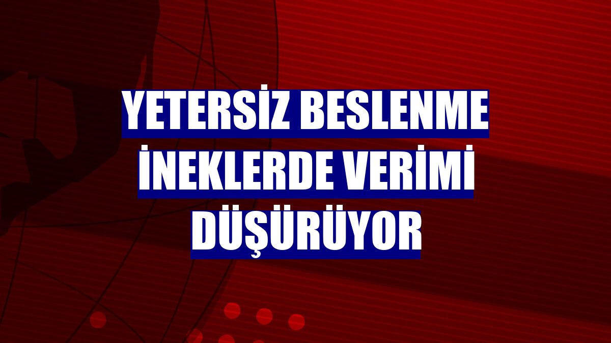 Yetersiz beslenme ineklerde verimi düşürüyor