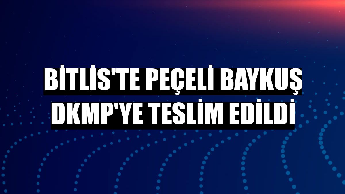 Bitlis'te peçeli baykuş DKMP'ye teslim edildi