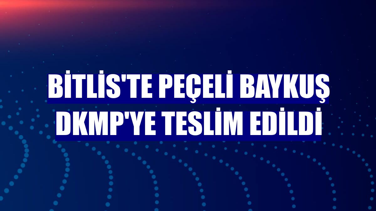 Bitlis'te peçeli baykuş DKMP'ye teslim edildi
