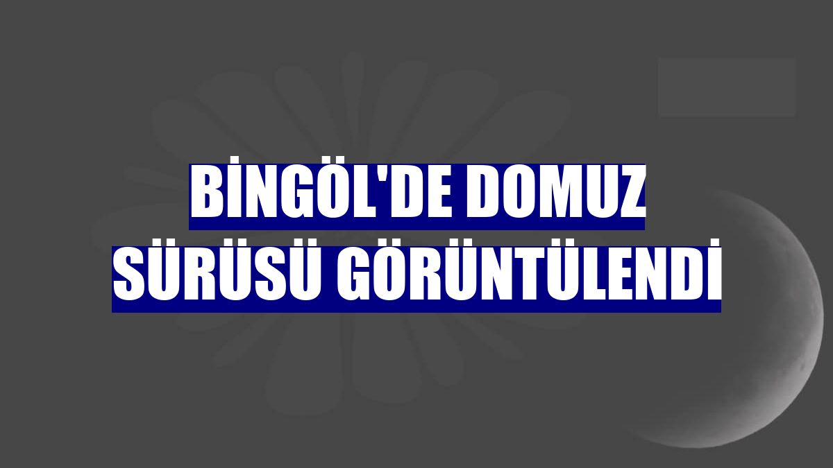 Bingöl'de domuz sürüsü görüntülendi