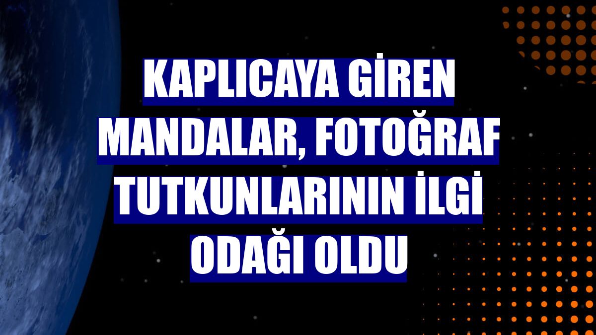 Kaplıcaya giren mandalar, fotoğraf tutkunlarının ilgi odağı oldu