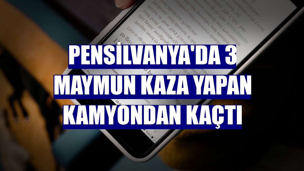 Pensilvanya'da 3 maymun kaza yapan kamyondan kaçtı