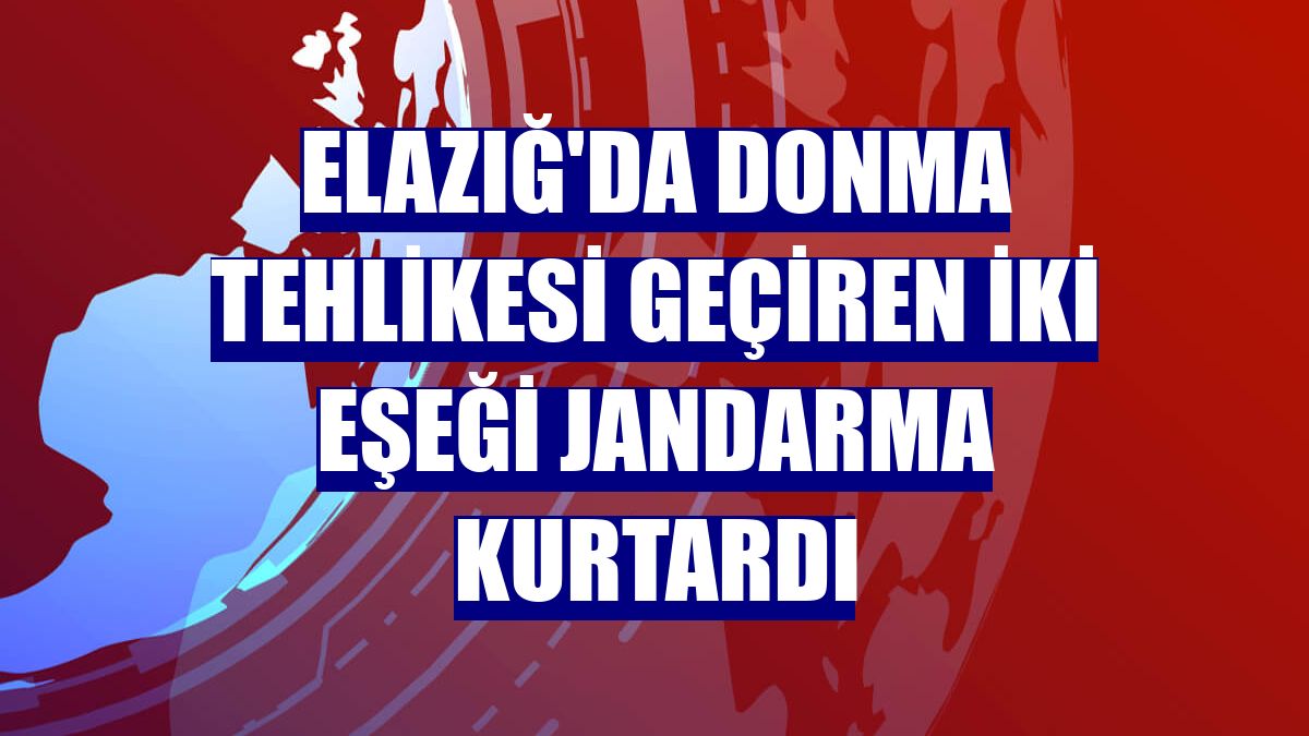 Elazığ'da donma tehlikesi geçiren iki eşeği jandarma kurtardı