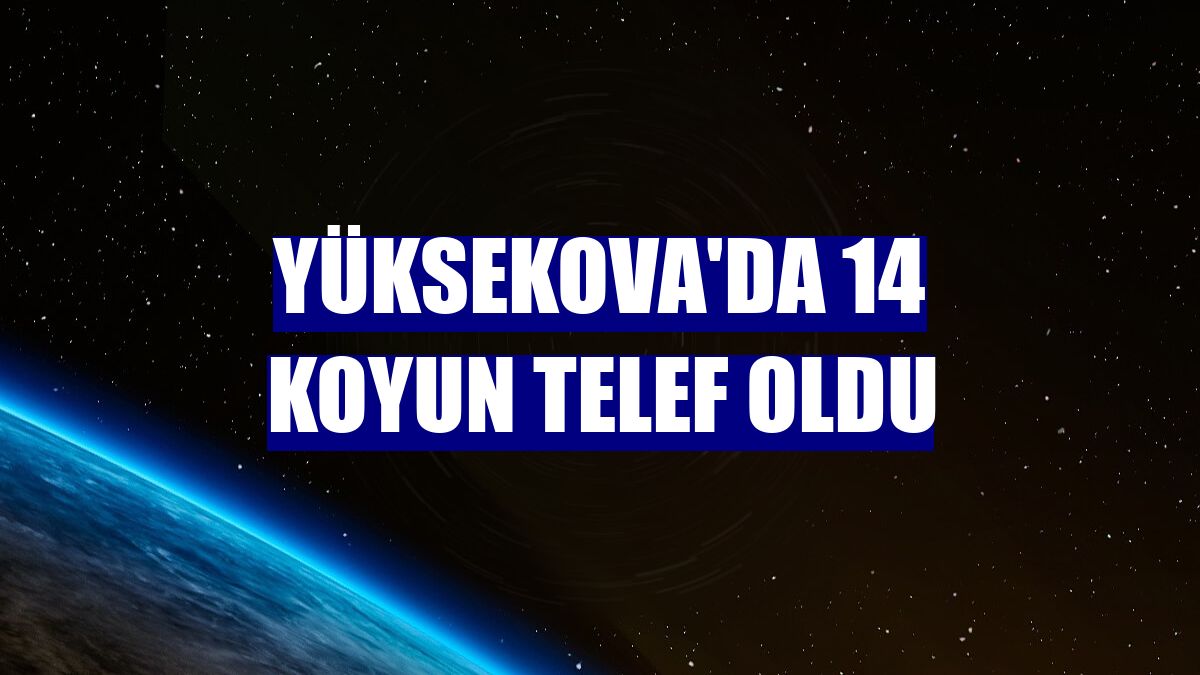 Yüksekova'da 14 koyun telef oldu