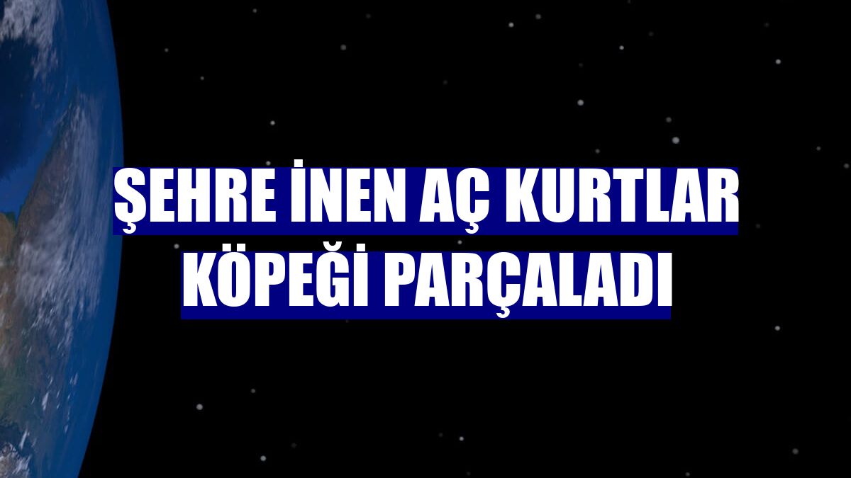 Şehre inen aç kurtlar köpeği parçaladı