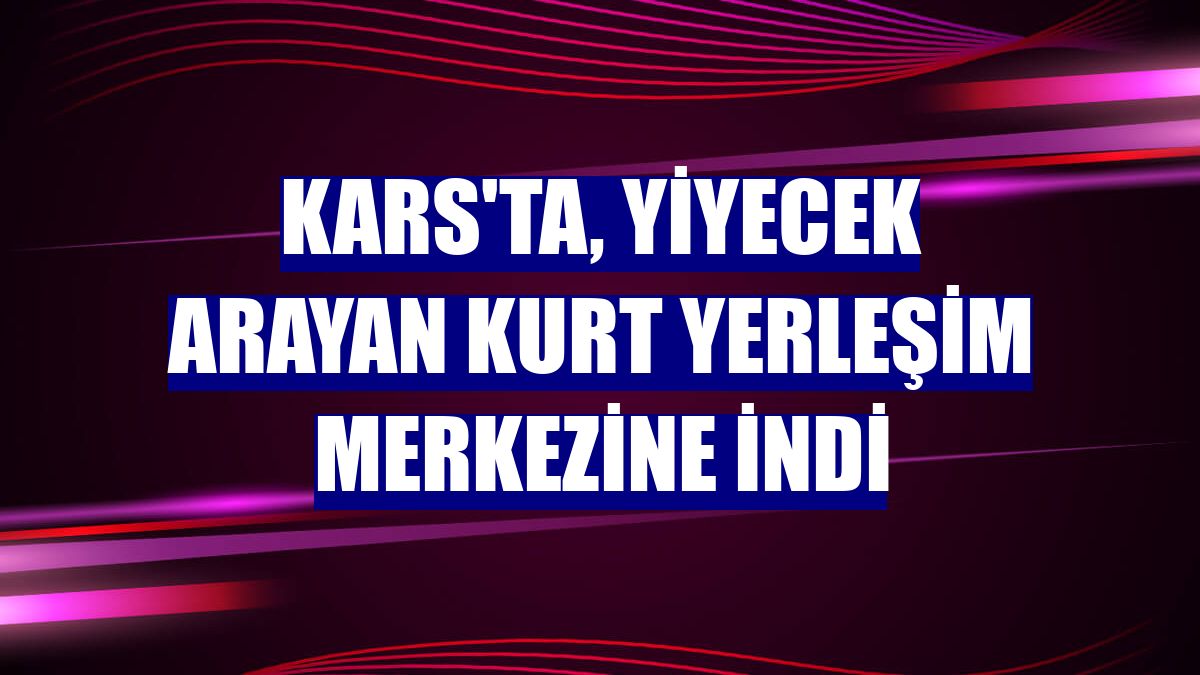 Kars'ta, yiyecek arayan kurt yerleşim merkezine indi