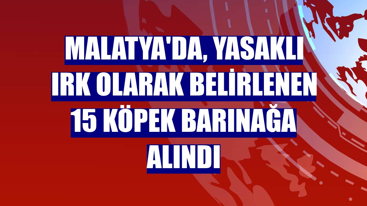 Malatya'da, yasaklı ırk olarak belirlenen 15 köpek barınağa alındı