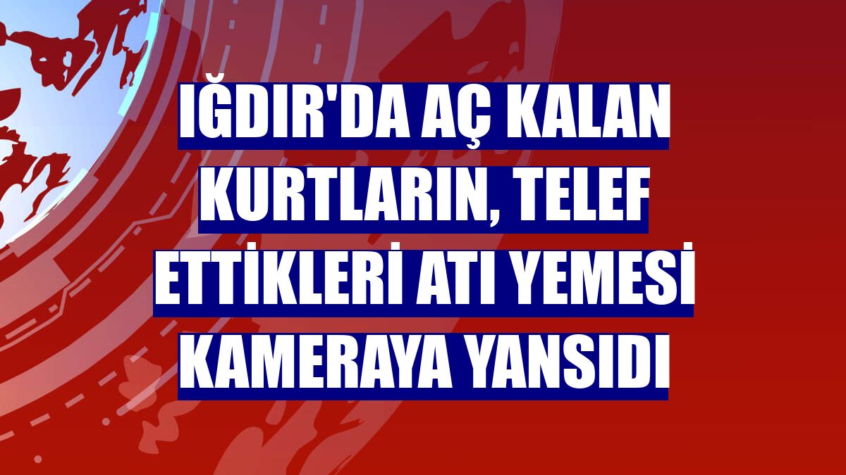 Iğdır'da aç kalan kurtların, telef ettikleri atı yemesi kameraya yansıdı