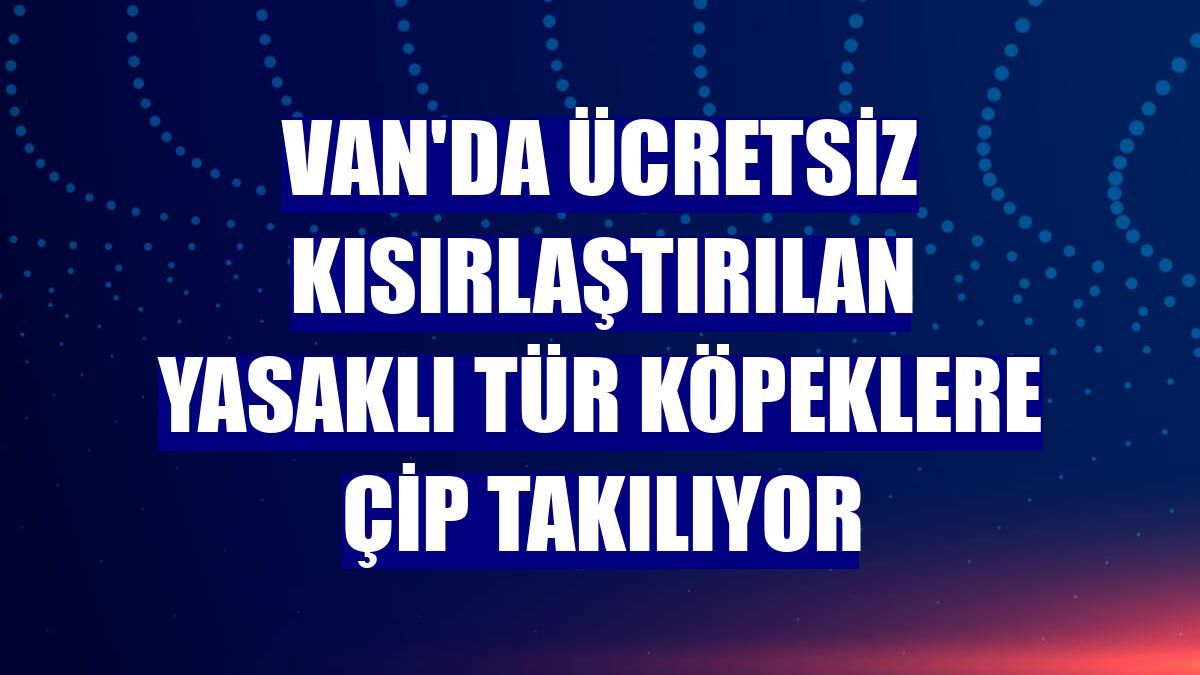 Van'da ücretsiz kısırlaştırılan yasaklı tür köpeklere çip takılıyor