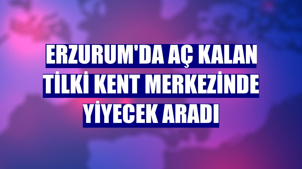 Erzurum'da aç kalan tilki kent merkezinde yiyecek aradı