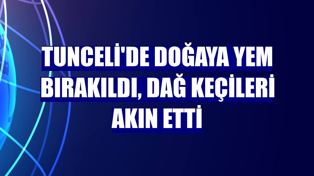 Tunceli'de doğaya yem bırakıldı, dağ keçileri akın etti