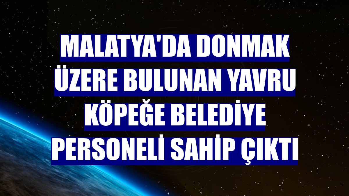 Malatya'da donmak üzere bulunan yavru köpeğe belediye personeli sahip çıktı