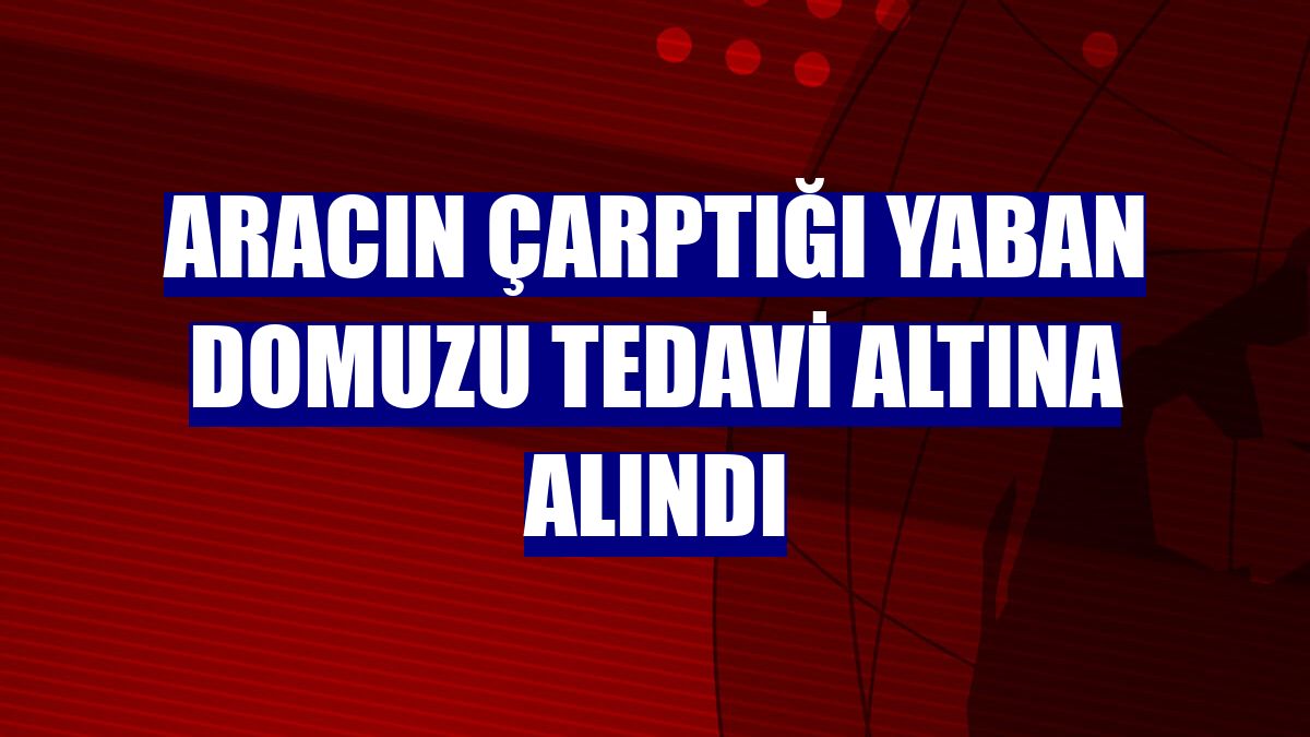 Aracın çarptığı yaban domuzu tedavi altına alındı