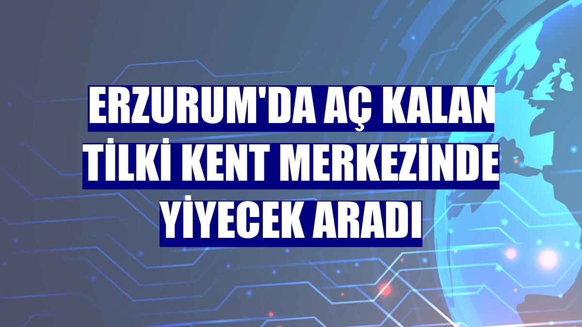 Erzurum'da aç kalan tilki kent merkezinde yiyecek aradı