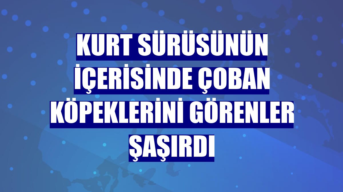 Kurt sürüsünün içerisinde çoban köpeklerini görenler şaşırdı