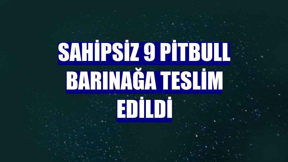 Sahipsiz 9 pitbull barınağa teslim edildi