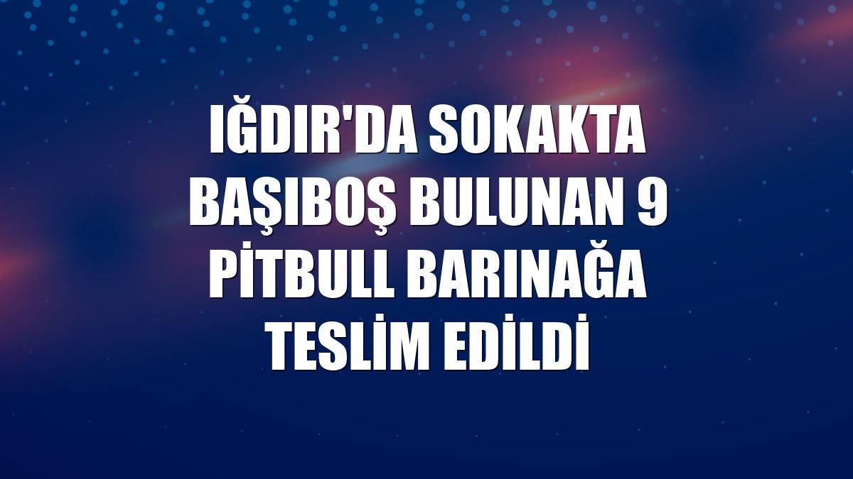 Iğdır'da sokakta başıboş bulunan 9 pitbull barınağa teslim edildi