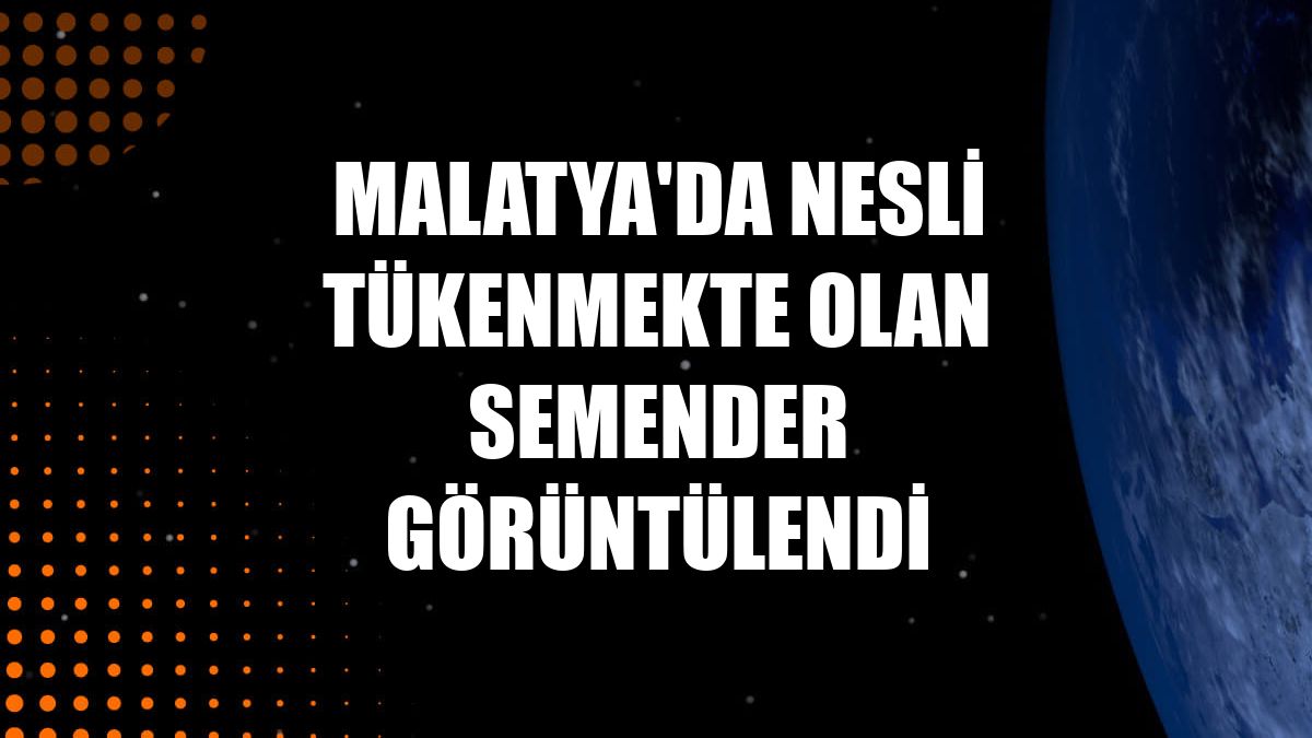 Malatya'da nesli tükenmekte olan semender görüntülendi