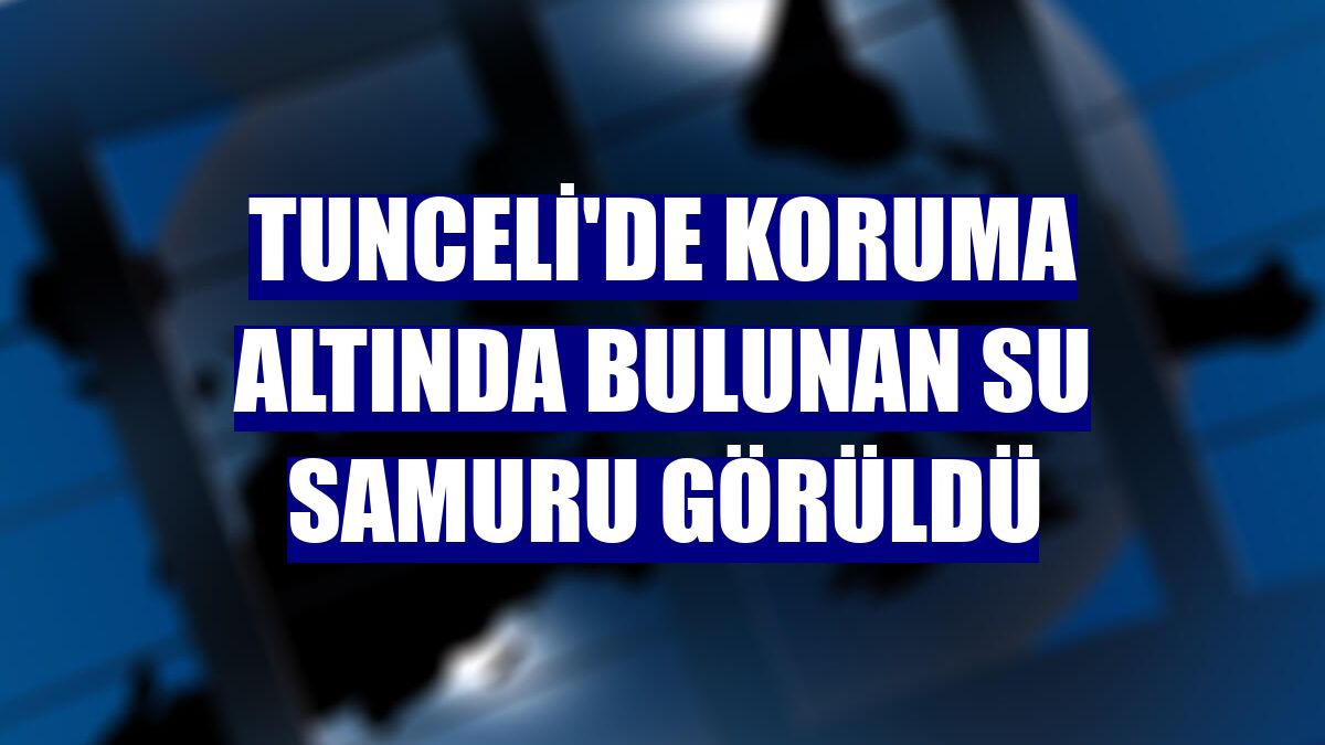 Tunceli'de koruma altında bulunan su samuru görüldü