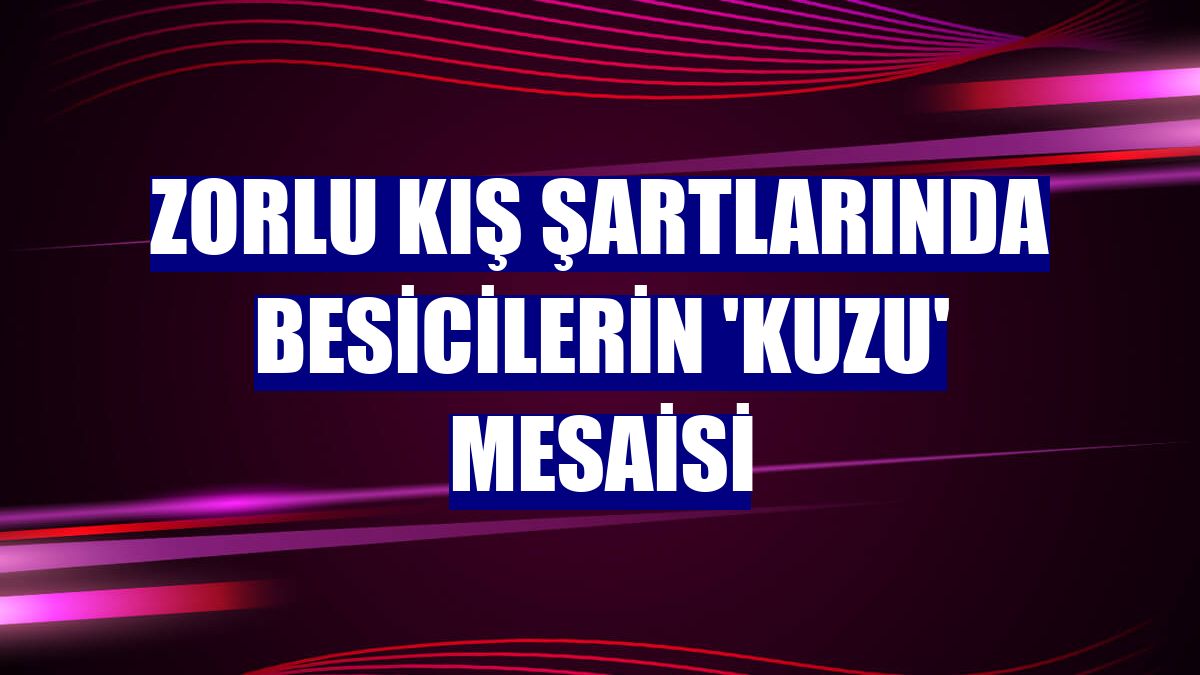 Zorlu kış şartlarında besicilerin 'kuzu' mesaisi