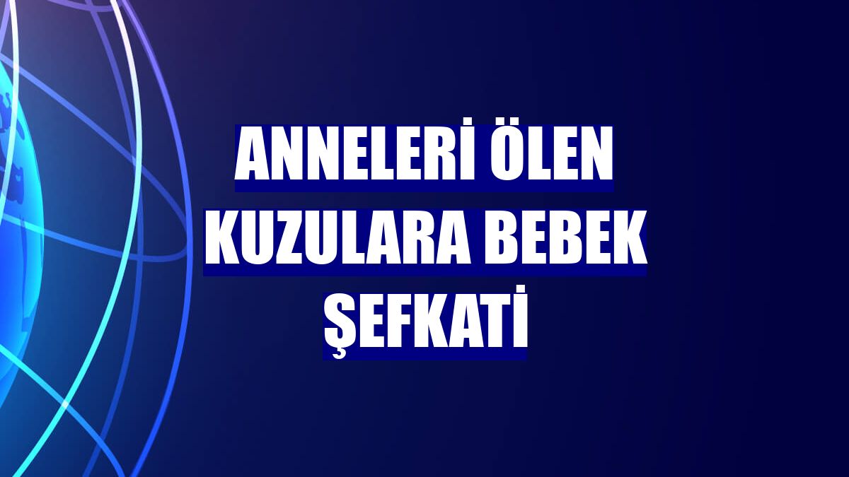 Anneleri ölen kuzulara bebek şefkati