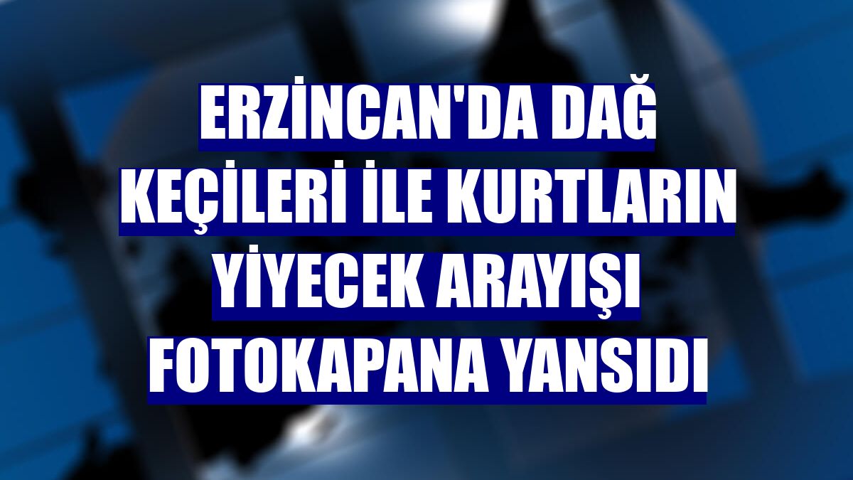 Erzincan'da dağ keçileri ile kurtların yiyecek arayışı fotokapana yansıdı