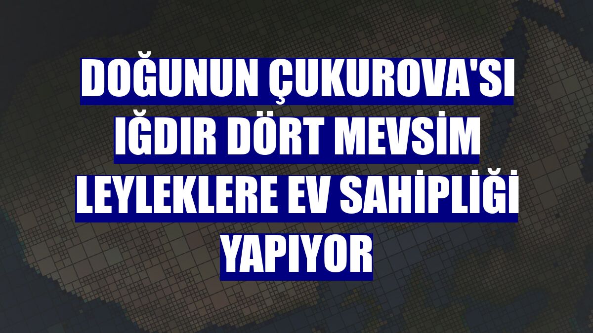 Doğunun Çukurova'sı Iğdır dört mevsim leyleklere ev sahipliği yapıyor