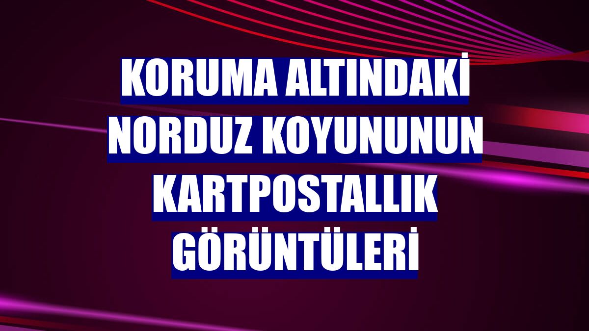 Koruma altındaki Norduz koyununun kartpostallık görüntüleri