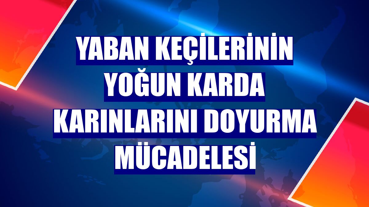 Yaban keçilerinin yoğun karda karınlarını doyurma mücadelesi