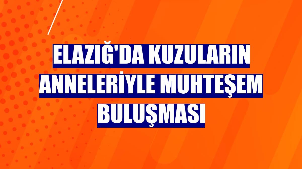 Elazığ'da kuzuların anneleriyle muhteşem buluşması