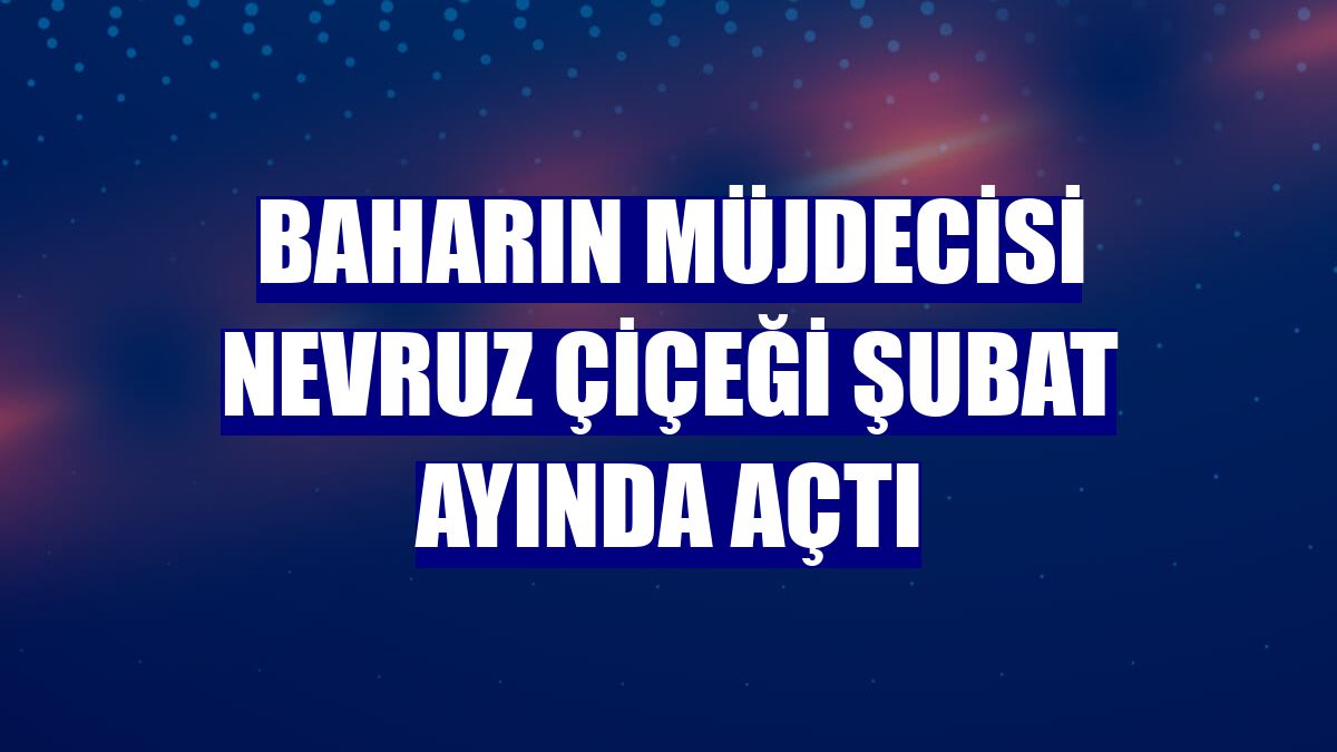 Baharın müjdecisi Nevruz Çiçeği Şubat ayında açtı