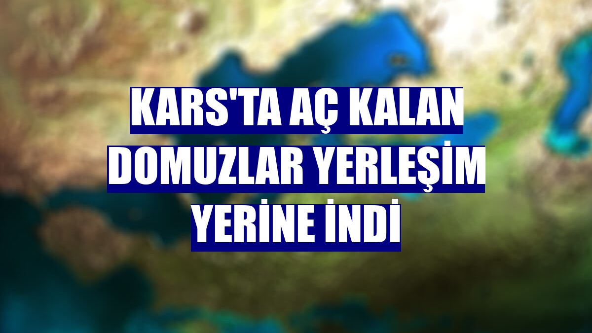 Kars'ta aç kalan domuzlar yerleşim yerine indi