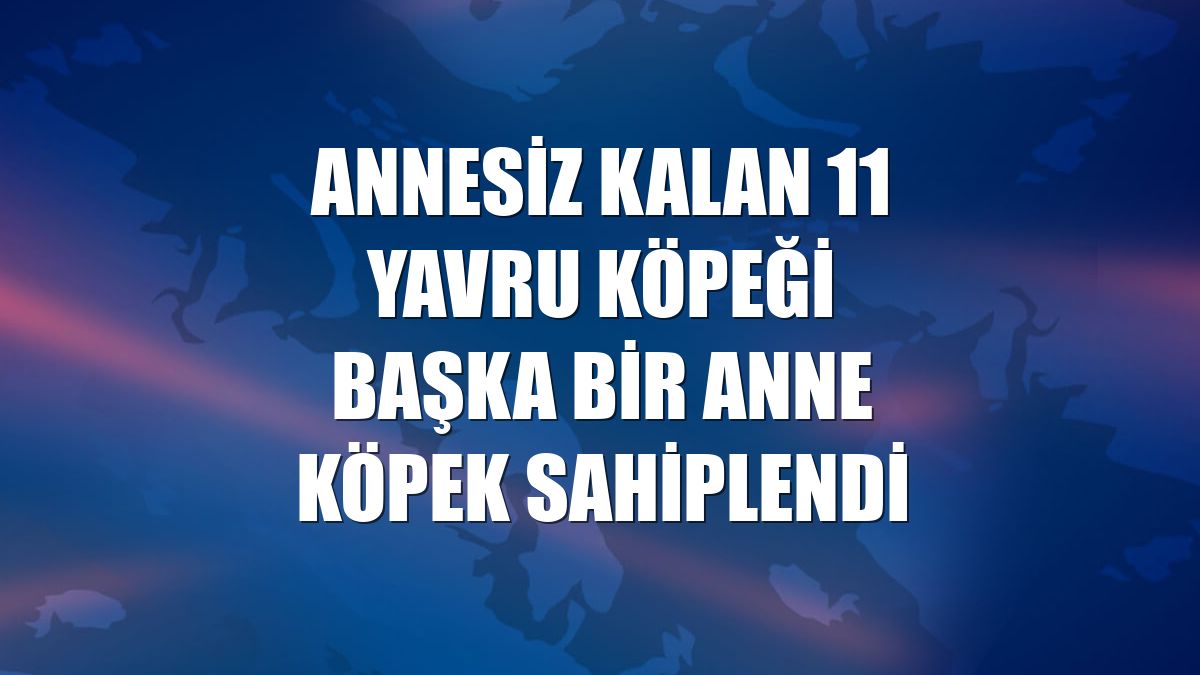 Annesiz kalan 11 yavru köpeği başka bir anne köpek sahiplendi