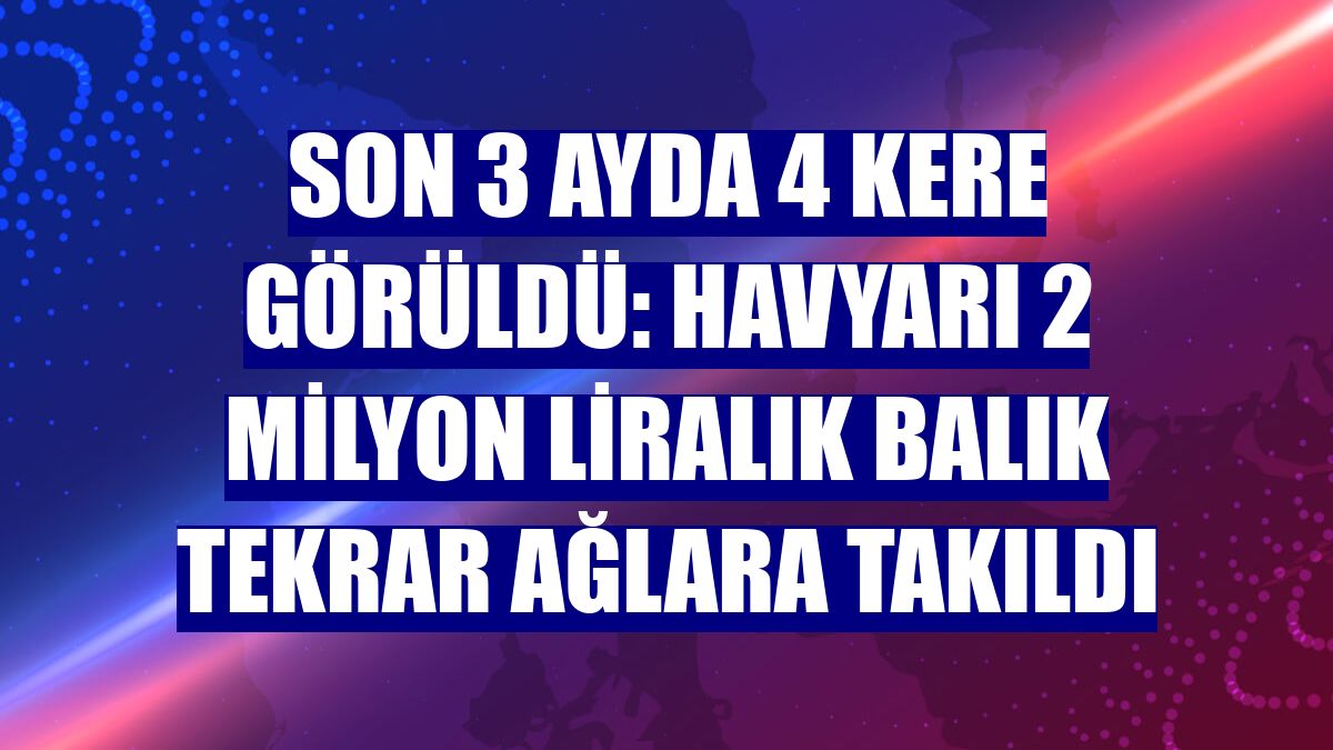 Son 3 ayda 4 kere görüldü: Havyarı 2 milyon liralık balık tekrar ağlara takıldı