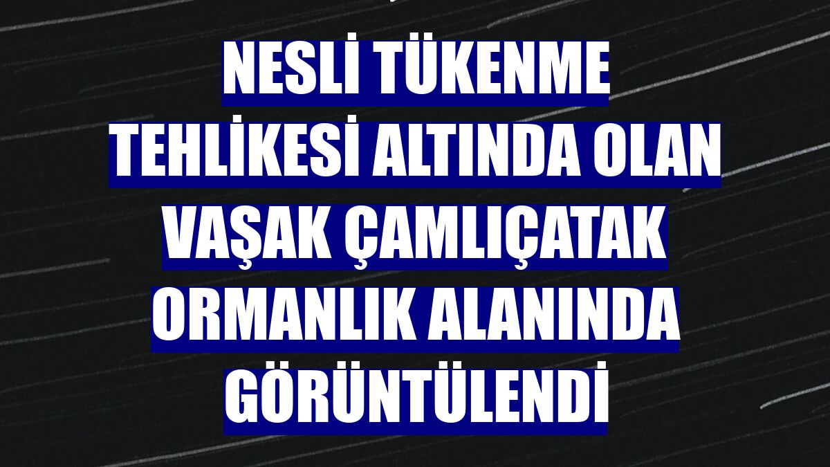 Nesli tükenme tehlikesi altında olan vaşak Çamlıçatak ormanlık alanında görüntülendi