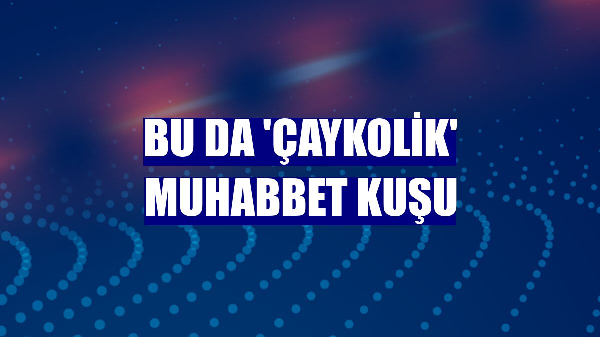 Bu da 'Çaykolik' muhabbet kuşu