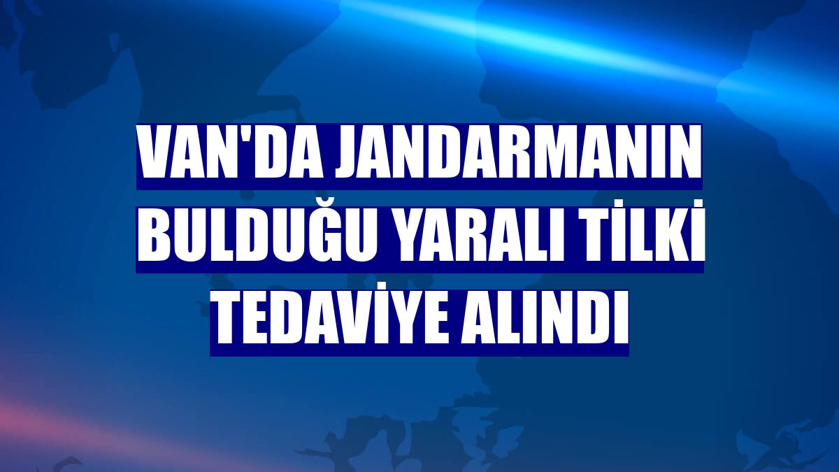 Van'da jandarmanın bulduğu yaralı tilki tedaviye alındı