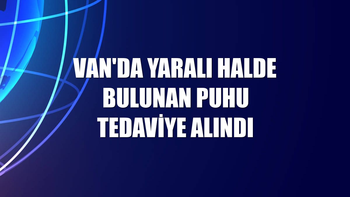 Van'da yaralı halde bulunan puhu tedaviye alındı