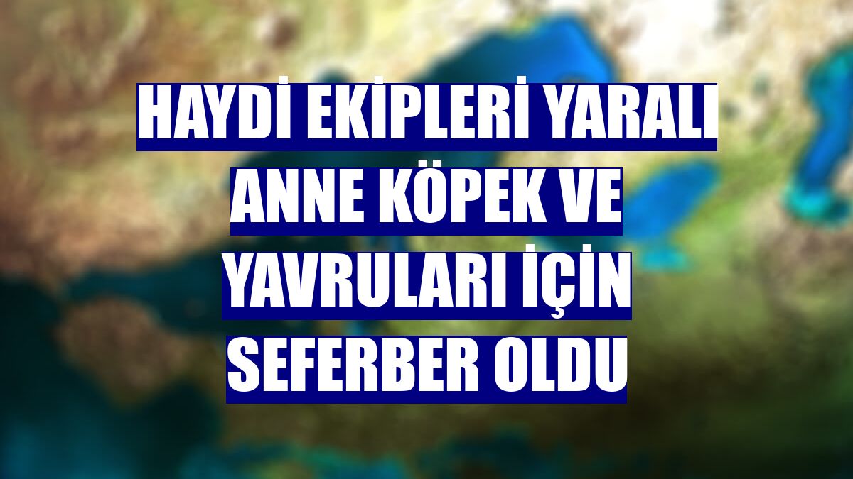 HAYDİ ekipleri yaralı anne köpek ve yavruları için seferber oldu